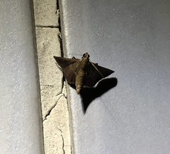 Endotricha olivacealis