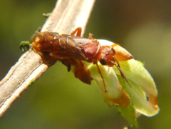 Macroxyela ferruginea