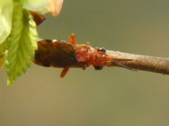 Macroxyela ferruginea