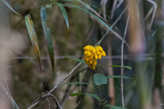 Caamembeca oxyphylla