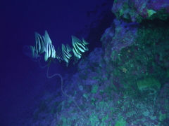 Striped Boarfish photo 5