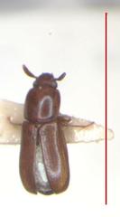 Corticeus coynei
