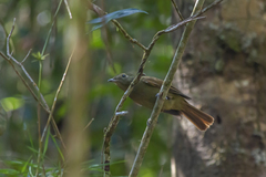 Schiffornis virescens