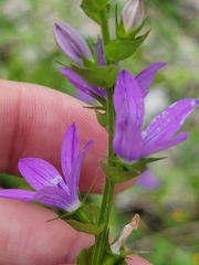Triodanis texana