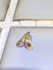 Endotricha repandalis