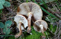 Pholiota angustipes