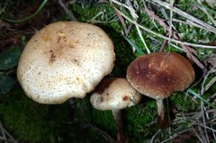 Pholiota angustipes