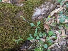 Ranunculus micranthus