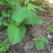 Bohemian Knotweed - Photo (c) Jeff Lesh, some rights reserved (CC BY-NC), uploaded by Jeff Lesh