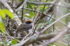 Conopophaga melanops