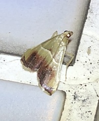 Endotricha repandalis