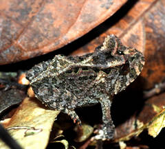 Proceratophrys korekore