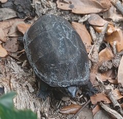 Kinosterninae
