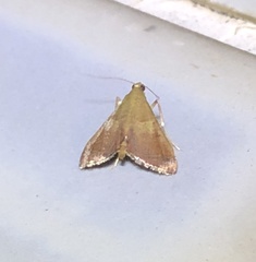 Endotricha repandalis