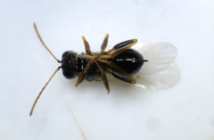 Synergini