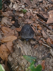 Kinosterninae