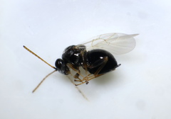 Synergini