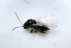 Synergini