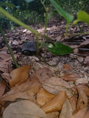 Kinosterninae