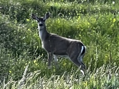 Odocoileus hemionus columbianus