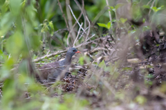 Crypturellus tataupa
