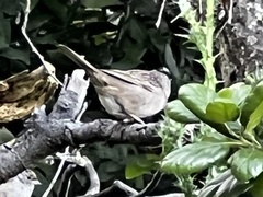 Zonotrichia leucophrys