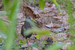 Pardirallus nigricans