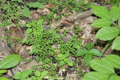 Galium obtusum