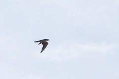 Falco peregrinus