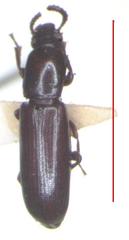 Corticeus