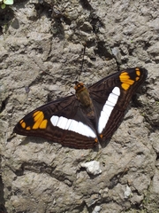 Adelpha erotia