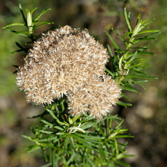 Cassinia maritima