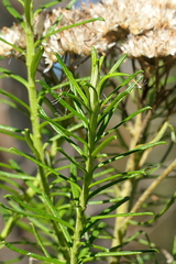 Cassinia maritima