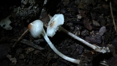 Lepiota cristata