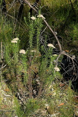 Cassinia maritima