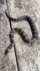 Homalopsis buccata