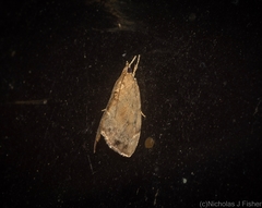 Crocidolomia suffusalis