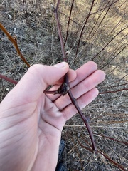 Neolasioptera nodulosa