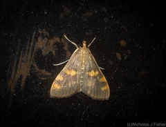 Rehimena surusalis