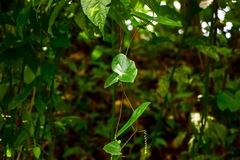 Passiflora megacoriacea