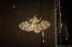 Gymnoscelis derogata