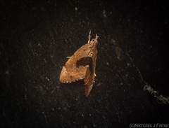 Crocidolomia suffusalis