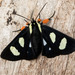 Eight-spotted Forester Moth - Photo (c) crgillette, some rights reserved (CC BY-NC), uploaded by crgillette
