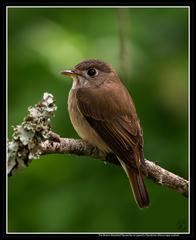 Muscicapa muttui