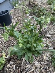 Erigeron philadelphicus