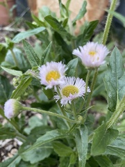 Erigeron philadelphicus