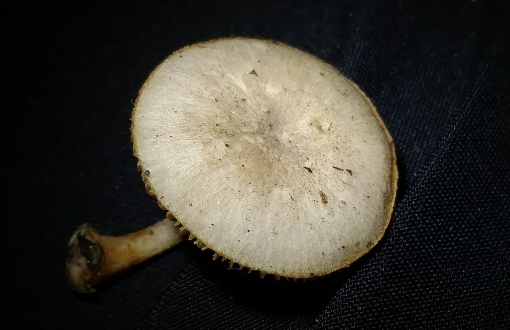 Pluteus paradoxus
