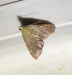 Stemmatophora flavicaput