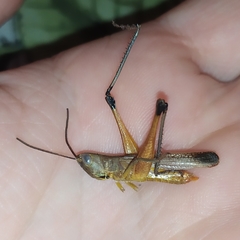 Staurorhectus longicornis
