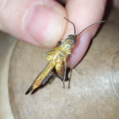 Staurorhectus longicornis